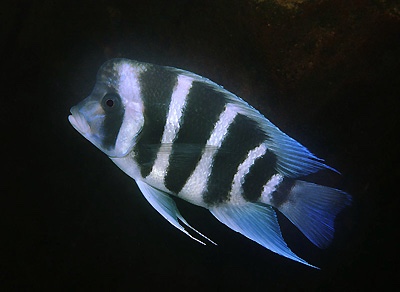 Cyphotilapia gibberosa 'Mbita Island'